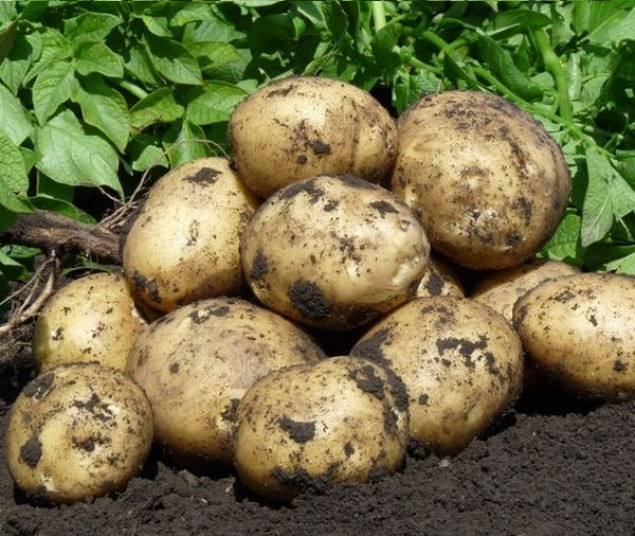За год стоимость картофеля выросла в 2 раза, а черного хлеба - на четверть