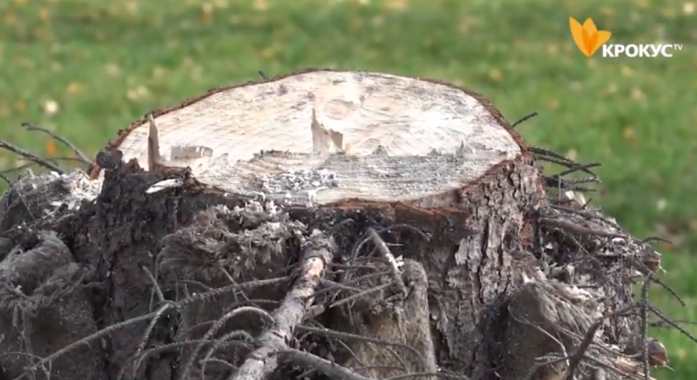 В Белой Церкви спилили главную елку города (видео)