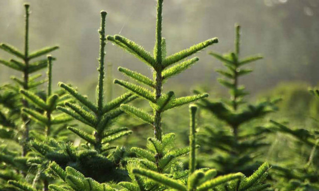 “Киевзеленстрой” объявил о начале кампании по предупреждению самовольной вырубки елок в предновогодний период