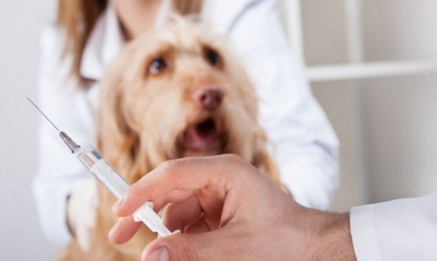 На столичной Оболони проводят бесплатную вакцинацию животных против бешенства (график)