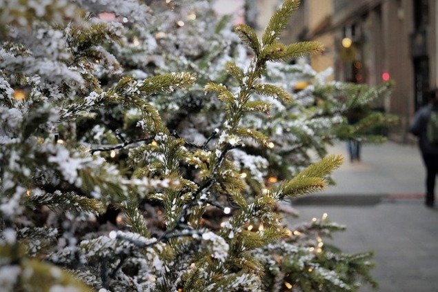 Киевляне уже утилизировали 11 тысяч новогодних елок