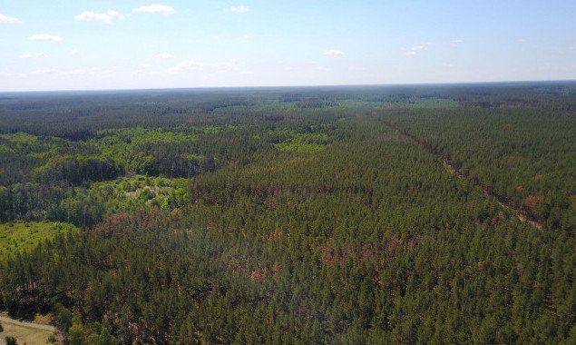 Отсутствие у Иванковского лесхоза документов на земельные участки привело к самозахвату более 200 га лесных земель, - Госаудитслужба