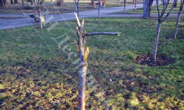 Вандалы изуродовали деревья в трех зеленых зонах Деснянского района Киева (фото)