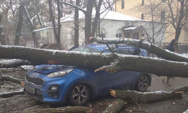 На улице Краснова в Киеве дерево упало на два припаркованных авто (фото)