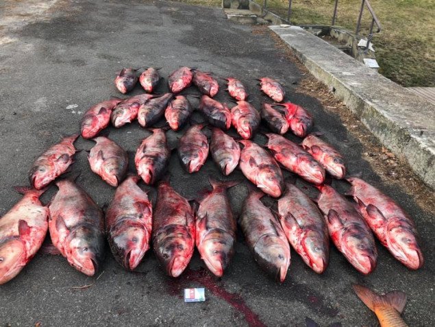 На Киевском водохранилище у браконьеров изъяли полтонны рыбы (фото)