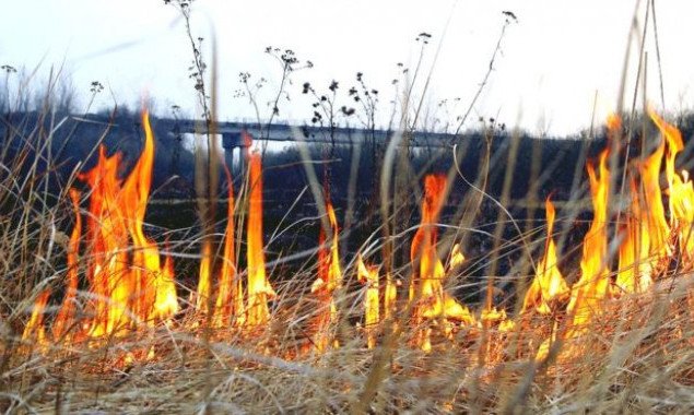 Киевлян призывают не сжигать сухую траву