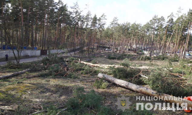 Полиция Киевщины расследует факт незаконной вырубки 60 сосен в Ирпене (фото)