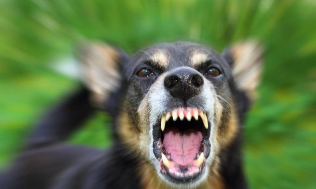 В Вышгородском районе женщина подобрала и привезла к ветеринарам в Киев собаку с бешенством