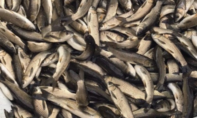 На Киевщине в водоемы выпустили более 4 тонн рыбы