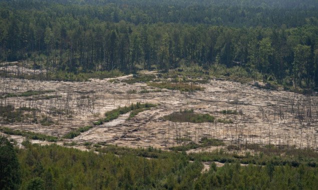 Профильный парламентский комитет рекомендовал Раде принять закон об инвентаризации лесов