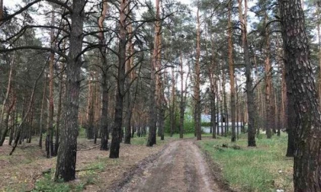 Прокуратура через суд добивается отмены решений мэрии Бучи об отводе леса стоимостью 3 млн гривен