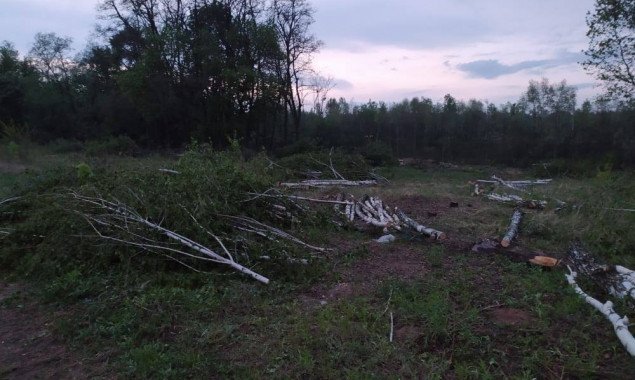 Возле парка “Феофания” и музея Пирогово в Киеве уничтожают лес для строительства очередного ЖК