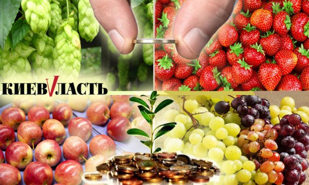 Садівництво та виноградарство Київщини потерпають від бюрократії, погоди та податкових колізій