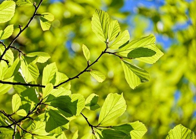 Руководство “Киевзеленстроя” попросили спасти более 100 деревьев на столичном Подоле