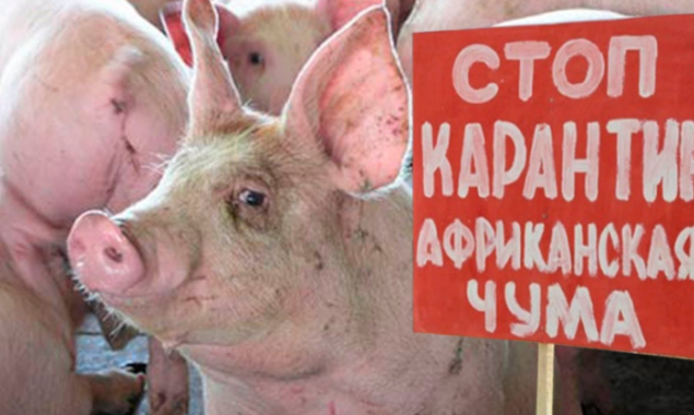 Из-за вспышки африканской чумы свиней на Белоцерковщине сожгли почти 4 тысячи животных