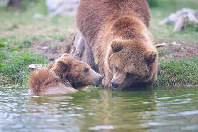 Житомирский приют для медведей переезжает под Борисполь