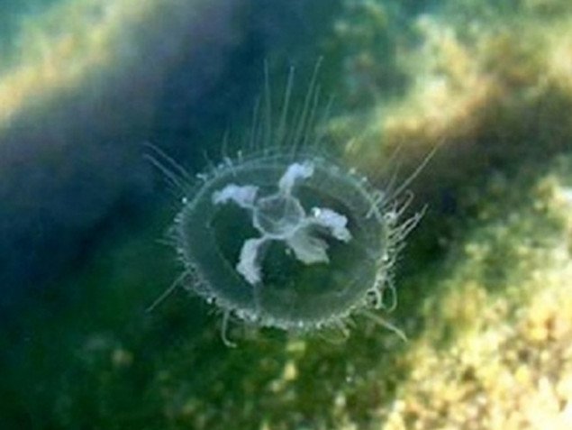 В Днепре завелись медузы и морские рыбы (фото)