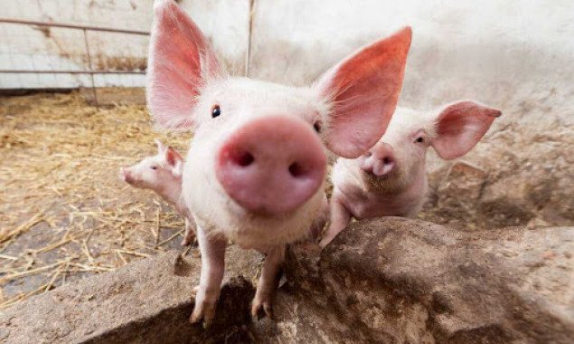 В Белоцерковском районе Киевщины зафиксирована вспышка африканской чумы свиней