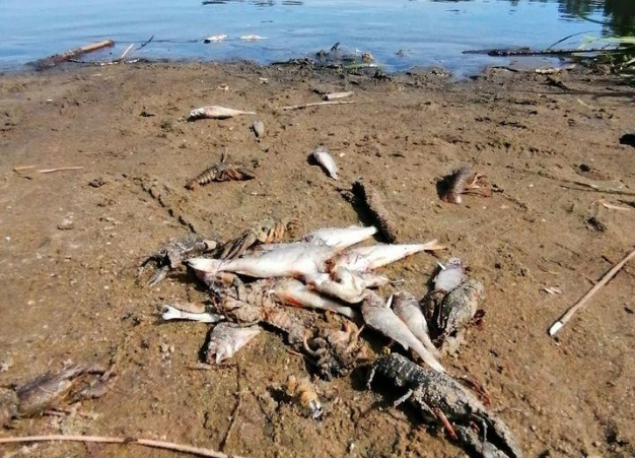 В озере на Киевщине зафиксировали гибель рыбы и раков (фото)