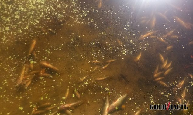 В одном из водоемов на Осокорках в Киеве произошел замор рыбы (фото)