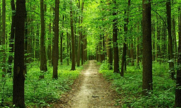 Суд вернул государству участок леса на Киевщине стоимостью около 5 млн гривен