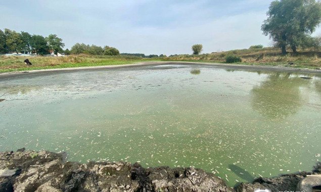Гибель рыбы в реке Альта на Киевщине происходит из-за жары, загрязненности и маловодья реки