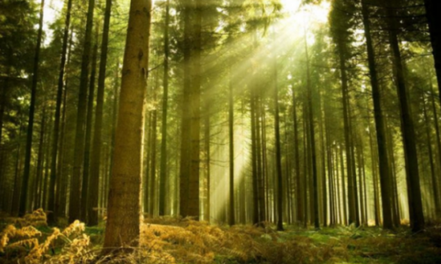 По постановлению Верховного суда земли “Бучанской лесной дачи” не вернутся государству