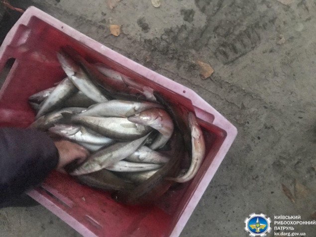 В акватории Киевского водохранилища рыбоохранный патруль изъял улов и снасти у двух рыбаков за превышение норм вылова