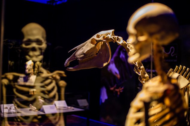 Уроки анатомии: выставку тел животных Гюнтера фон Хагенса привезли в Киев