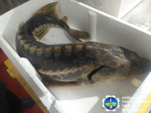 На выходных Киевский рыбоохранный патруль выявил незаконную продажу более 56 кг рыбы (фото)