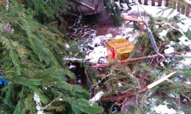 В Святошинском районе столицы вандалы разгромили новогодние елки (фото)