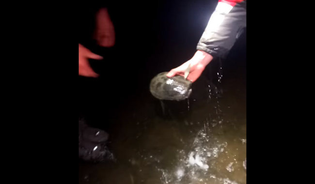 На Виноградаре из озера спасли 40 черепах (видео)