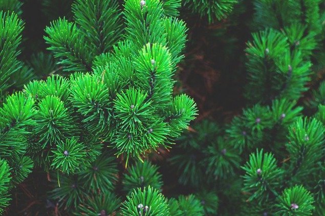 В Киеве началась кампания против вырубки елок и сосен в лесных массивах, парках и скверах