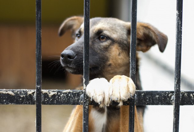 Во время локдауна в Киеве животных из приюта будут бесплатно привозить домой новым хозяевам