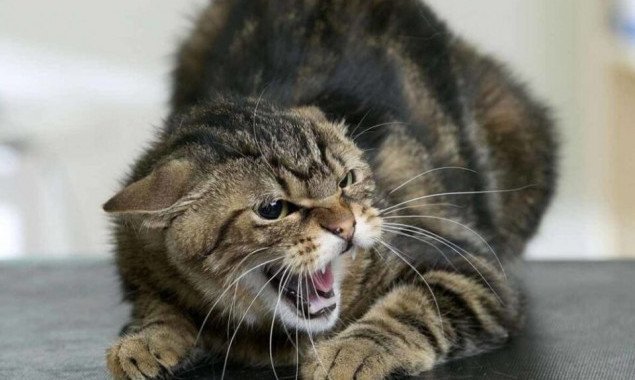 В Соломенском районе столицы объявили карантин из-за случая бешенства у кошки