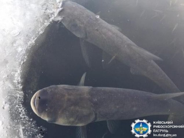 Киевский рыбоохранный патруль призвал граждан сообщать о фактах удушья водных биоресурсов