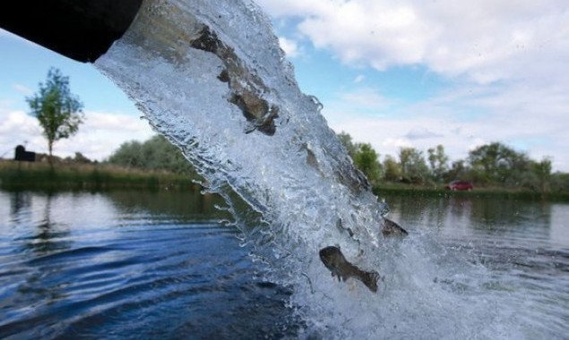 В минувшем году в водоемы Киевщины было выпущено более 1,2 млн экземпляров рыбы