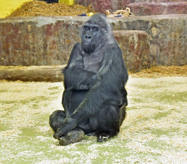 Единственная на территории Украины горилла, которая живет в Киевском зоопарке, нуждается в операции (фото, видео)