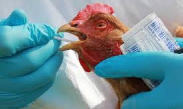 В Бучанском районе на Киевщине опять зарегистрирован случай птичьего гриппа