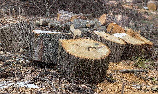 Кличко просят остановить незаконную вырубку леса в Пуще-Водице