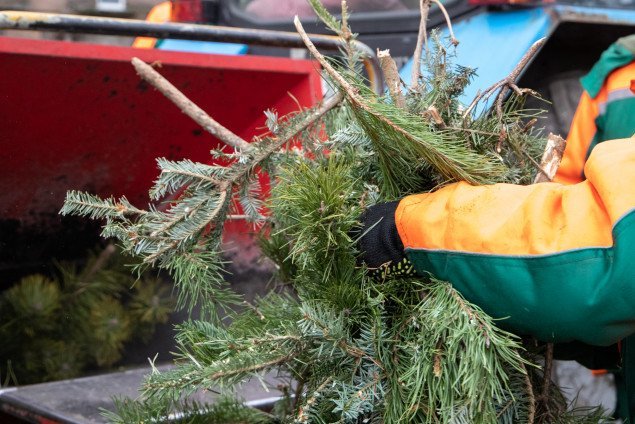 Столичные экологи рассказали, сколько новогодних елок киевляне сдали на экологическую утилизацию