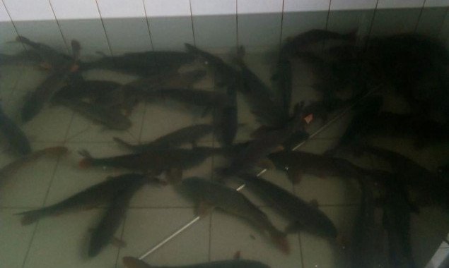 За прошедшие выходные рыбоохранный патруль Киевщины изъял более центнера рыбы
