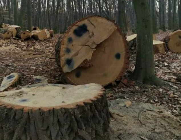 По факту вырубки вековых дубов в Голосеевском парке открыто уголовное производство