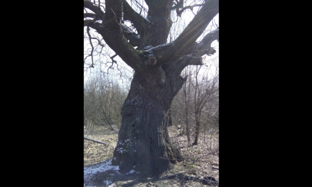 Киевские экологи обнаружили в Киеве 400-летний дуб