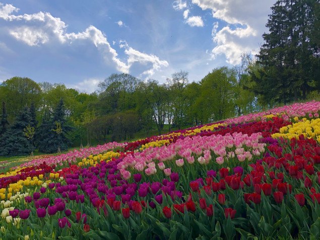 Открытие выставки тюльпанов в парке “Співоче” переносится из-за погодных условий