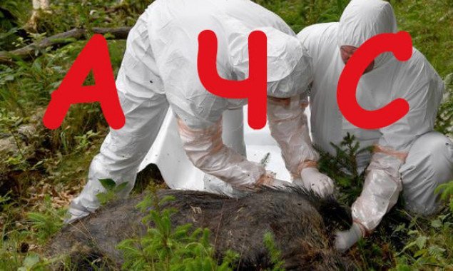 В Киеве зафиксирован случай африканской чумы свиней