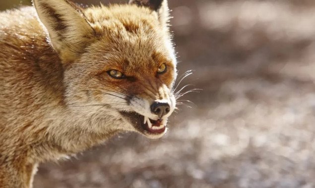 На Переяславщине проведут вакцинацию домашних животных после выявления бешенства у лисы