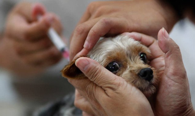 Жителей Обуховского района просят вакцинировать домашних животных от бешенства (график)