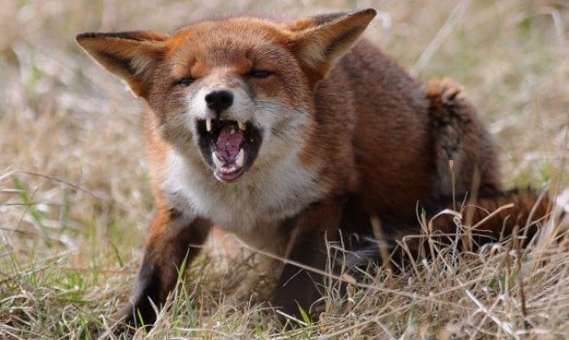 В Голосеевском районе столицы выявлено бешенство у покусавшей человека лисы