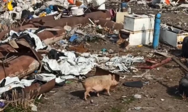 На Киевщине обнаружили огромную свалку с трупами животных и живыми свиньями (фото, видео)